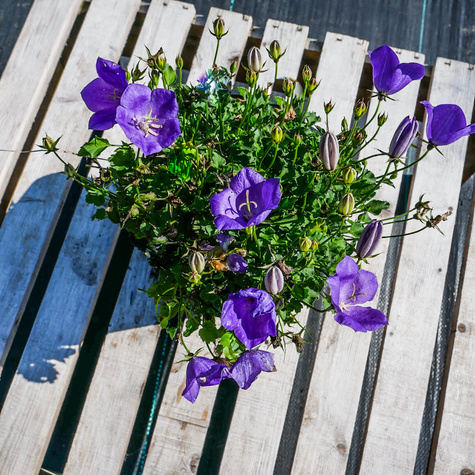 Dzwonek karpacki Perla Blue (C2)