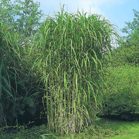 Miskant kwiecisty Jubilaris