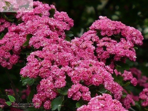 Głóg dwuszyjkowy Paul's Scarlet (obw.8-12cm)