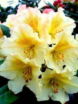 Rododendron Profesor Scholz żółty (C2)