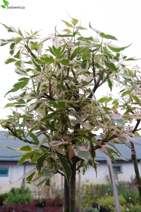 Klon jesionolistny Flamingo szczepiony na pniu (Pa 160/220, H-200/250) obw. 4-6cm