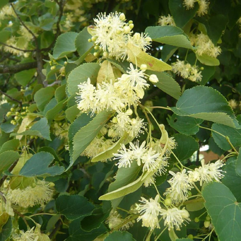 Lipa szerokolistna (C2)