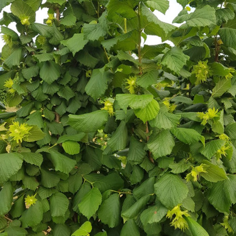 Orzech laskowy Bergera Plant Pack