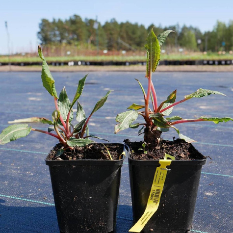 Rdest himalajski Fat Domino (C2)