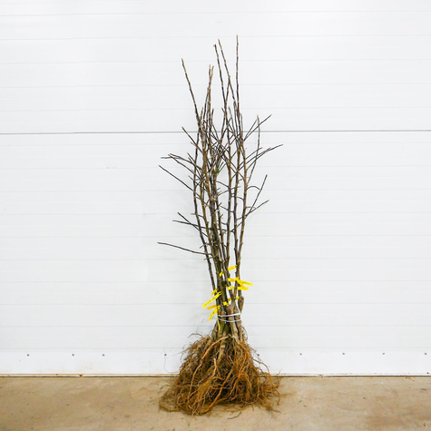 Jabłoń Witos Parchoodporny Plant Pack