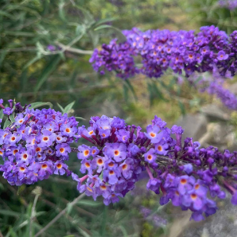 Budleja Dawida Summer Bird Blue (C2)