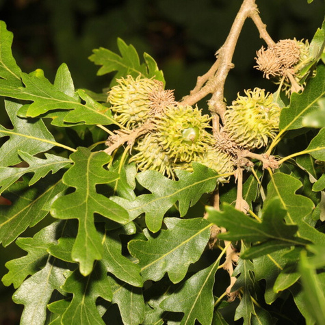 Dąb burgundzki frędzelkowy Wiatrochron (C2)