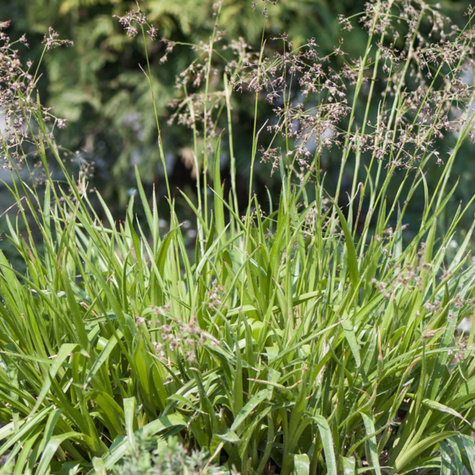 Kosmatka śnieżna Yeti (C2)