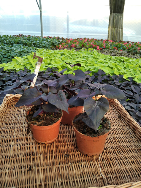 Wilec Impomea purpurowa Pnącze Wilec ziemniaczany Słodki ziemniak Ipomea