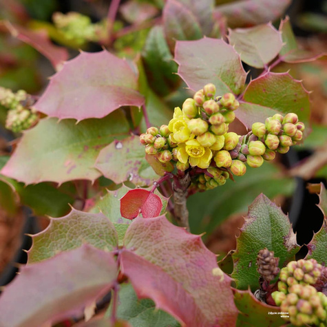 Mahonia pospolita (C2)