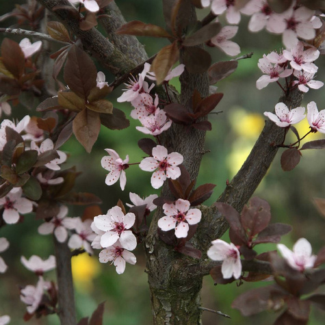 Śliwa wiśniowa Pissardii szczepiona na pniu