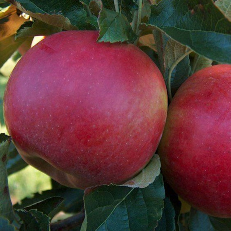 Jabłoń Idaredest Plant Pack