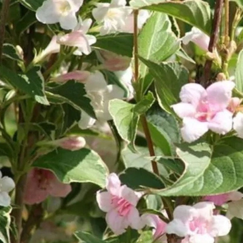 Krzewuszka cudowna Splendid (P9)