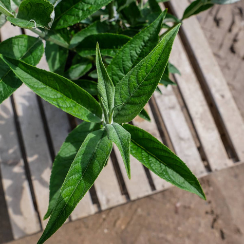 Budleja Davida Summer Beauty (C2)