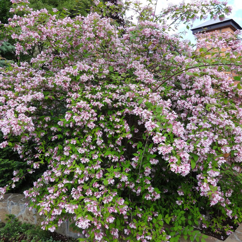 Kolkwicja chińska Różowy Busz (C2)