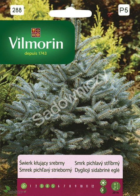 Świerk kłujący srebrny nasiona 0,5 g
