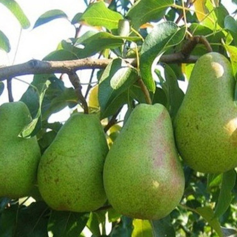 Duo Grusza Konferencja + Lukasówka Plant Pack