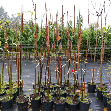 Lipa holenderska Pallida (C2)