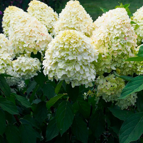 Hortensja bukietowa Magical Matterhorn (P9)