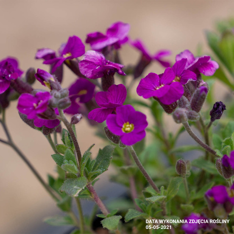 Żagwin ogrodowy Cascade Red