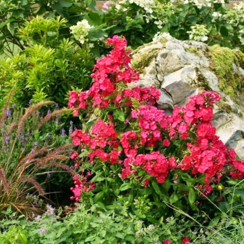 Płomyk wiechowaty Floks czerwony