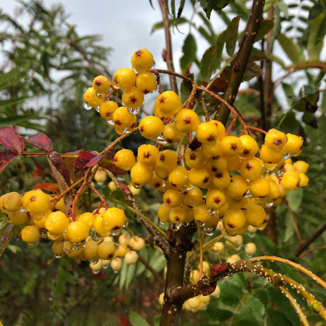 Jarząb kolumnowy żółtoowocowy (C2)