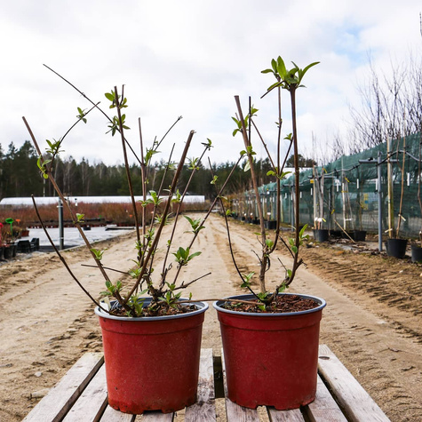 Budleja Dawida Ille de France (C2)