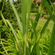 Miscanthus sinenesis Miskant chiński 'Giraffe'