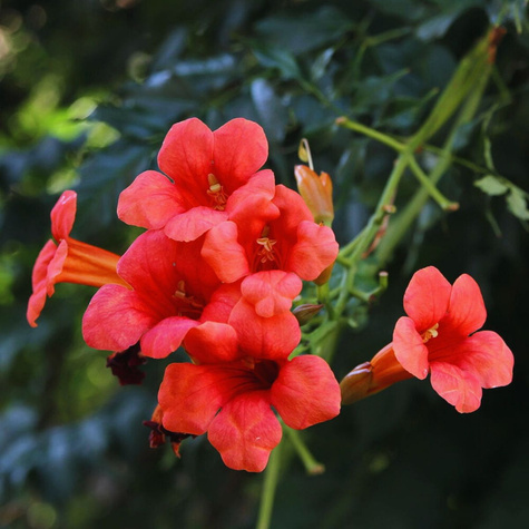 Milin amerykański Flamenco (C2)