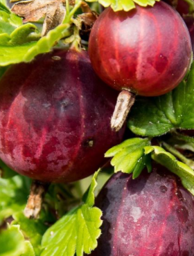 Agrest czerwony Sewierny Kapitan bezkolcowy na pniu w doniczce