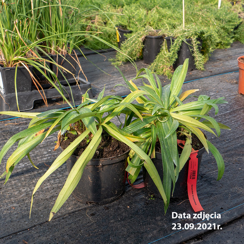 Goryczka krzyżowa (P9)