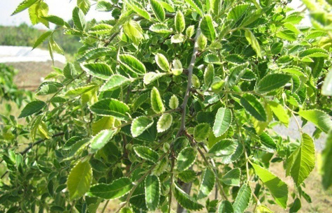 Wiąz Gejsza szczepiony na pniu