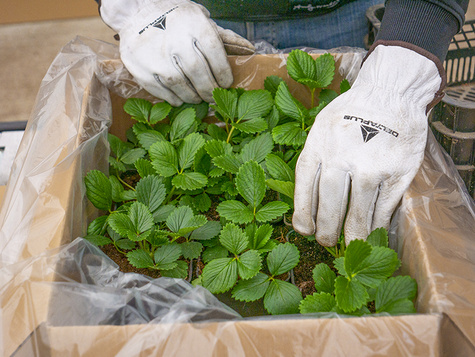 Truskawka pnąca wisząca Selva powtarzająca Multiplat 10szt