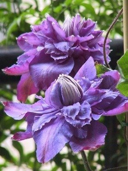 Powojnik Clematis wielkokwiatowy pełny Vyvyan Pennell