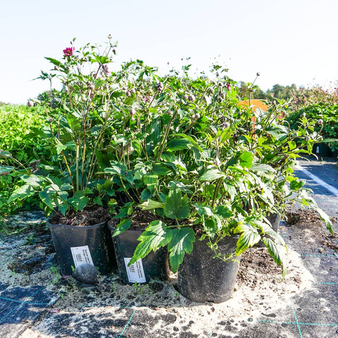 Zawilec japoński Wirbelwind