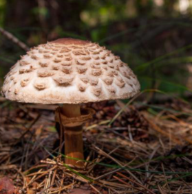 Grzybnia Kania czubajka 120ml