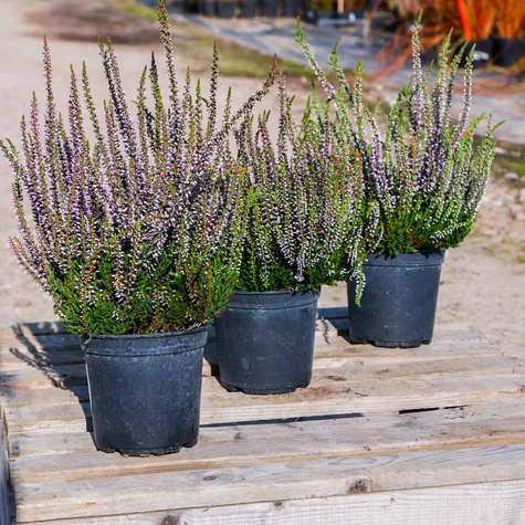 Wrzos pospolity Hilda fioletowy pączkowy