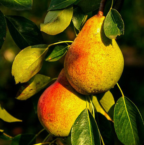 Grusza Kongresówka Plant Pack