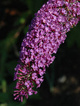 Budleja Dawida African Queen (P9)