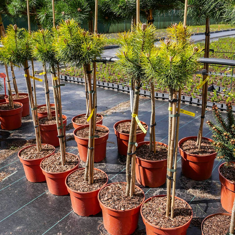 Sosna hakowata Tukan