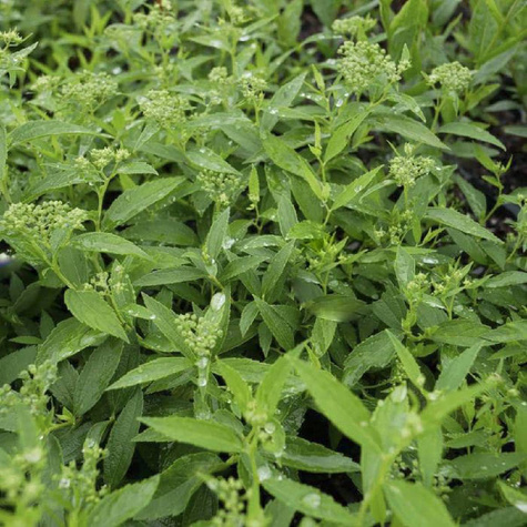 Tawuła Douglasa (P9)