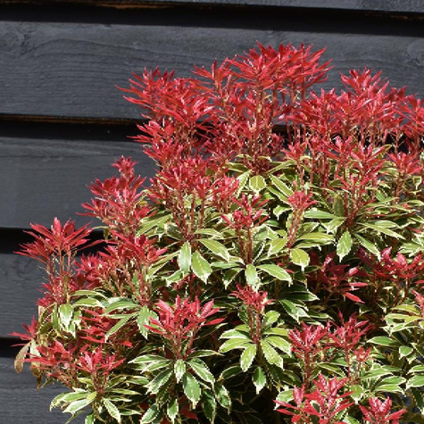 Pieris japoński Carnaval (P9)