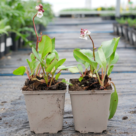 Bergenia zimozielona Harzkristall (C2)