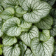 Brunnera wielkolistna Jack Frost (C2)