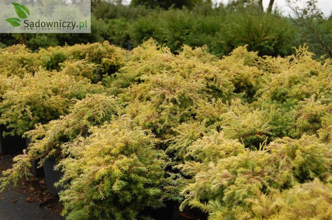 Cyprysik groszkowy Squarrosa Aurea