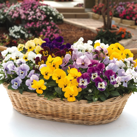 Bratek Bratki Fiołek ogrodowy drobnokwiatowy ciemnofioletowy sadzonka w doniczce