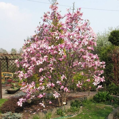 Magnolia Betty (C2)