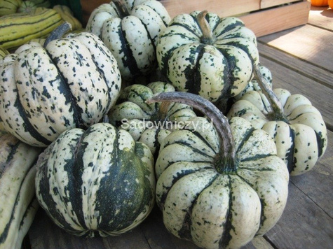 Dynia ozdobna Sweet Dumpling 2g Jadalna