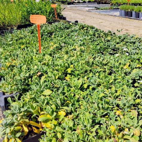 Gęsiówka kaukaska biała (C2)