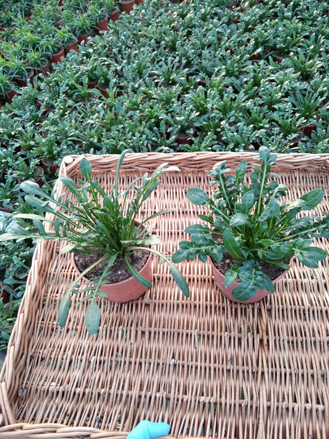 Gazania Kwiaty Otwarte w dzień Zamknięte noc "Śpiochy" Mix kolorów Słoneczny Kwiat SADZONKA